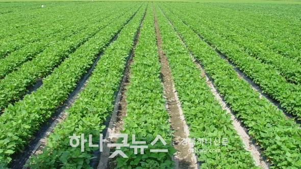 사본 -3. 경주시, 논타작물 재배 목표 222㏊(콩 재배.jpg