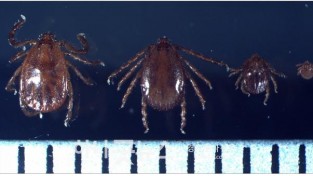 사본 -사진자료4(2020.6.10)작은소피참진드기 암컷  수컷  약충  유충 순서.jpg