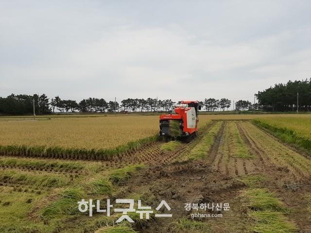 사본 -울진군, 고품질 쌀 생산을 위한 벼 적기 수확 당부.jpg