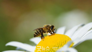 사본 -0518 2.유통축산과 - 꿀벌농가, 2년간의 대흉년 끝 이제 벌꿀대풍작 오나2.png