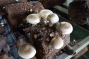 문경시산림조합 표고버섯 톱밥배지센터 준공... 본격 생산 가동