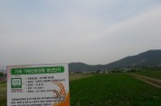 무인헬기 파종 이탈리안라이그라스 대풍작, 고품질 유기농 쌀 생산 밑거름