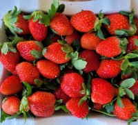 고령군 쌍림면, 딸기 첫 수확