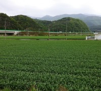 영천 한방·마늘 산업특구지역, 개인 간 농지 임대차 가능