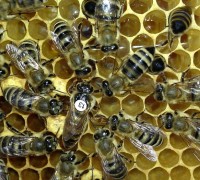 예천군곤충연구소, 꿀벌 격리육종장 운영 ‘업무협약’