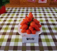 상주시, 경상북도 육성 딸기 ‘알타킹’ 농가 보급